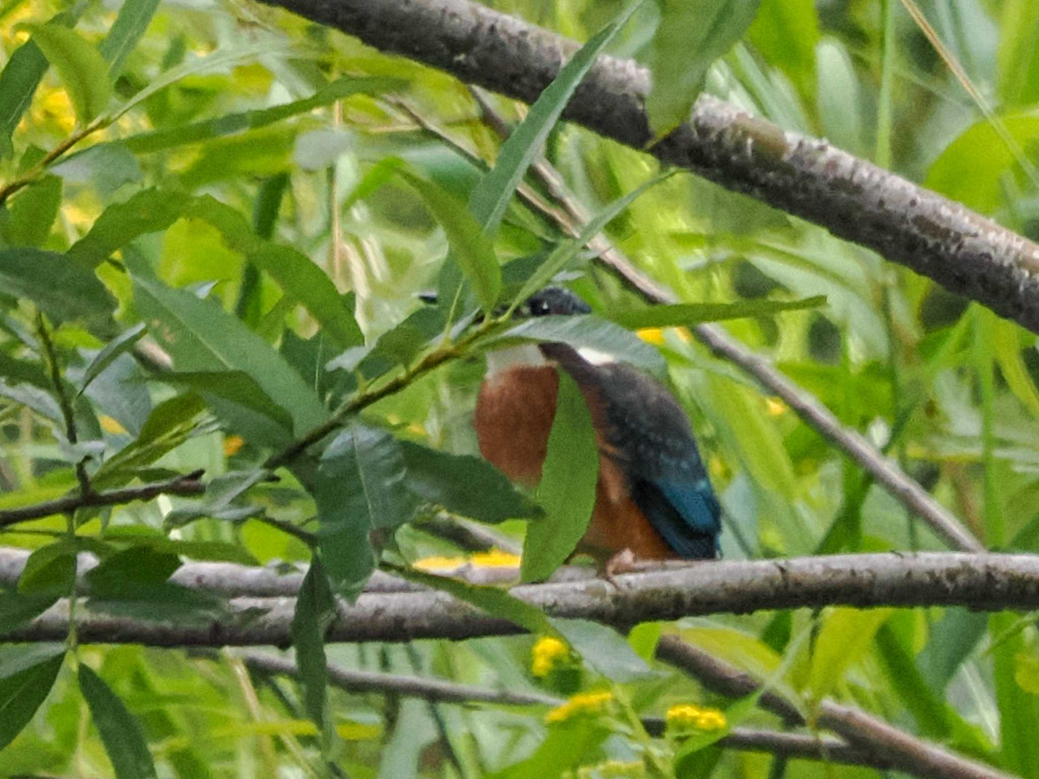 カワセミ