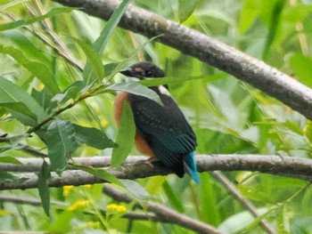 Mon, 8/15/2022 Birding report at 発寒川緑地(札幌市西区)