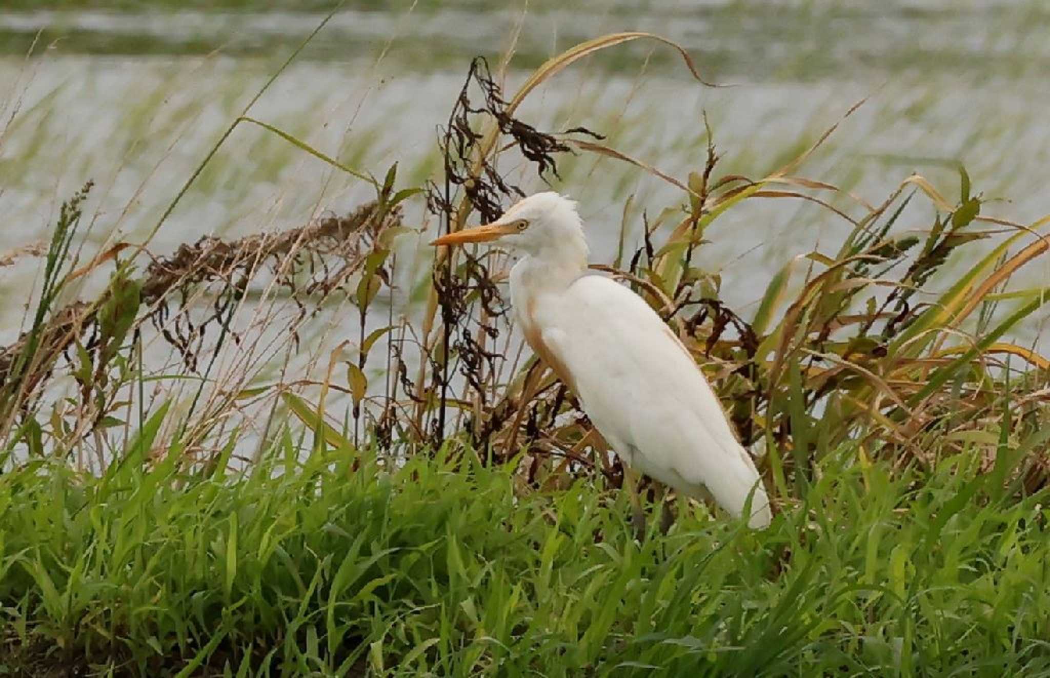  アマサギの写真 by Hokuto2000