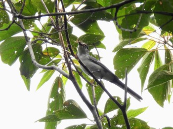 Ashy Minivet Forest Park of Mie Prefecture Mon, 8/15/2022