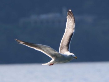 Common Gull Lake Toya (Toyako) Mon, 8/15/2022