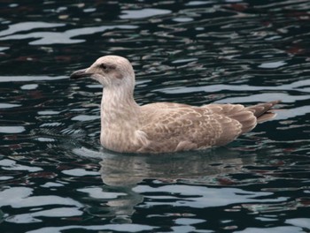 Common Gull Lake Toya (Toyako) Mon, 8/15/2022