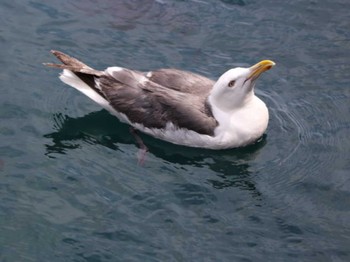 Common Gull Lake Toya (Toyako) Mon, 8/15/2022