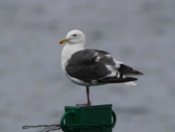 Common Gull Lake Toya (Toyako) Mon, 8/15/2022