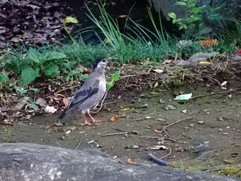 White-cheeked Starling 平和の森公園、妙正寺川 Mon, 8/15/2022