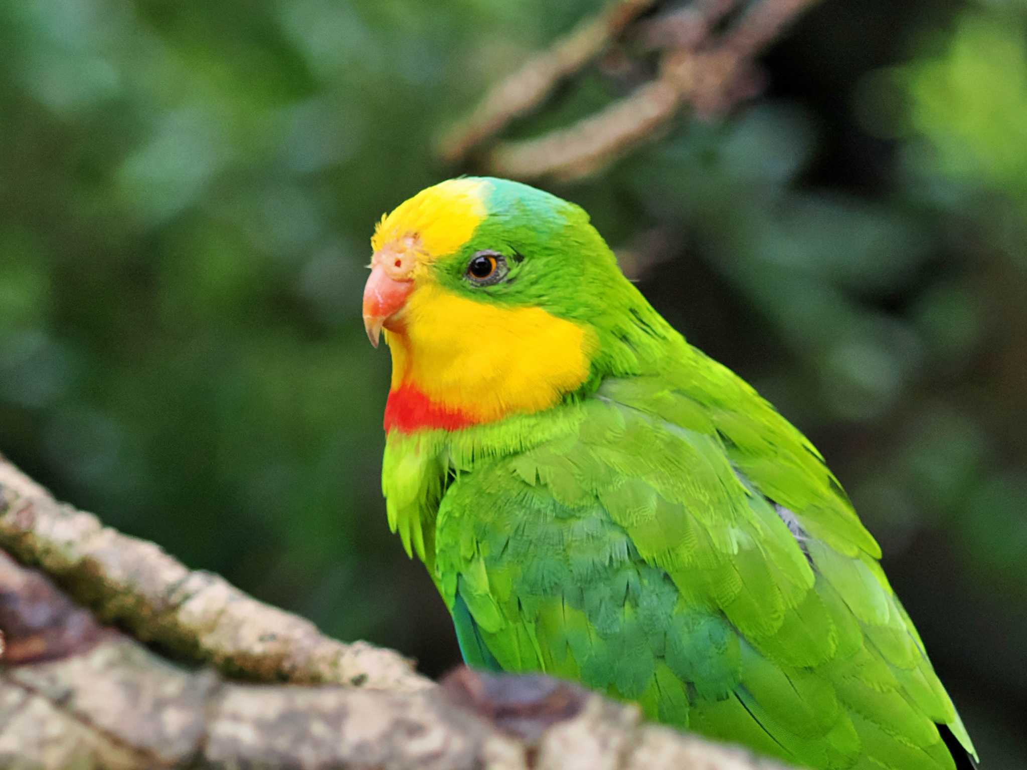 Photo of Plum-headed Parakeet at キャンベルタウン野鳥の森 by 藤原奏冥