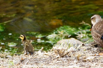 カルガモ 野川 撮影日未設定