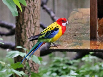 ナナクサインコ キャンベルタウン野鳥の森 2022年8月13日(土)