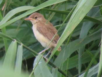 Oriental Reed Warbler Isanuma Sat, 7/9/2022