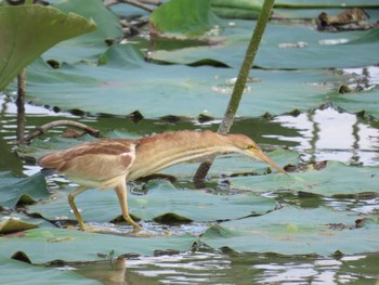 Yellow Bittern Isanuma Sat, 7/9/2022