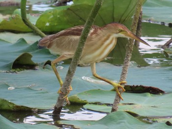 Yellow Bittern Isanuma Sat, 7/9/2022