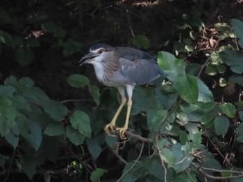 Black-crowned Night Heron 子畔水鳥の郷公園 Sun, 7/31/2022