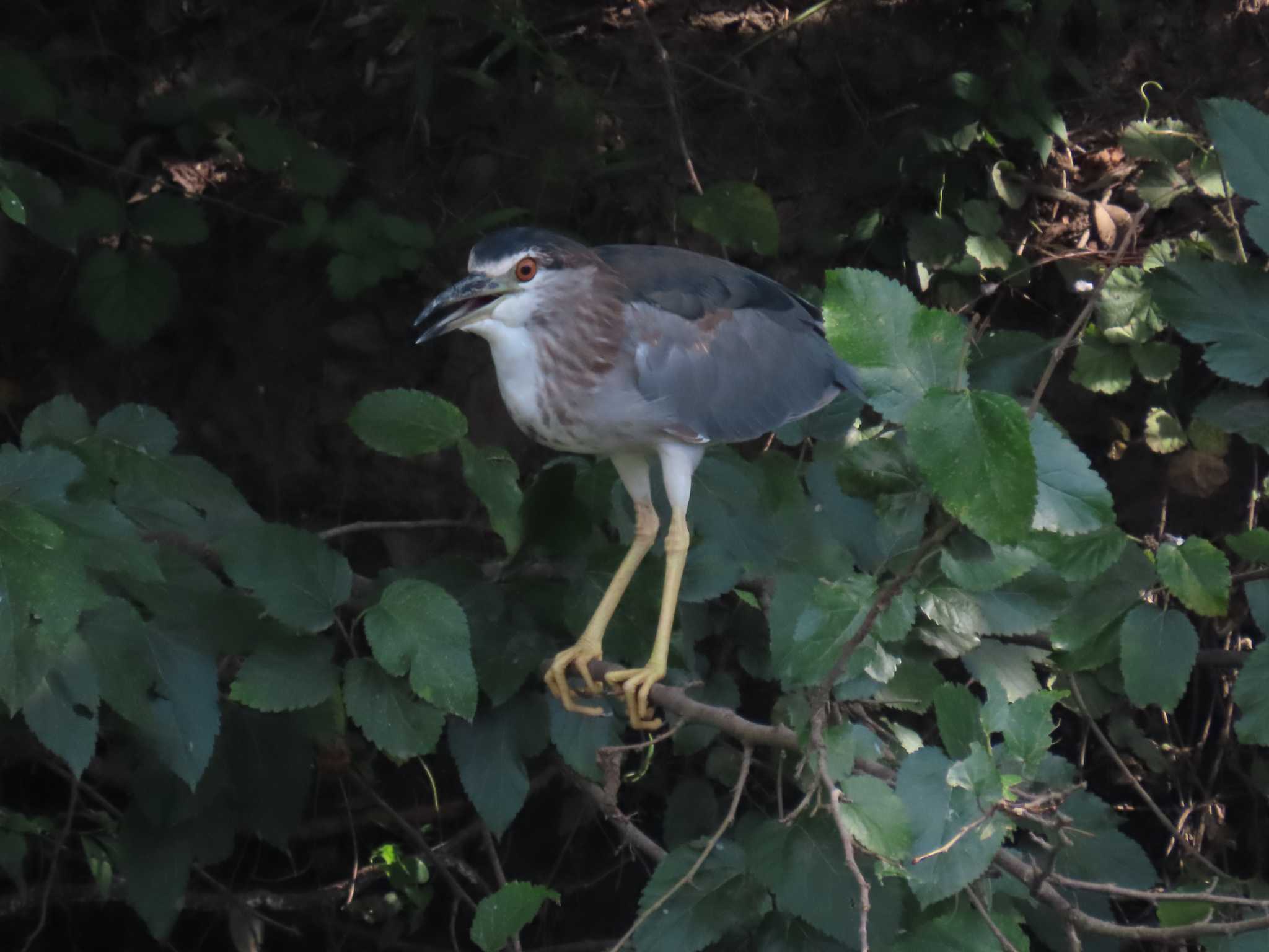 Photo of Black-crowned Night Heron at 子畔水鳥の郷公園 by ぶんちょーず