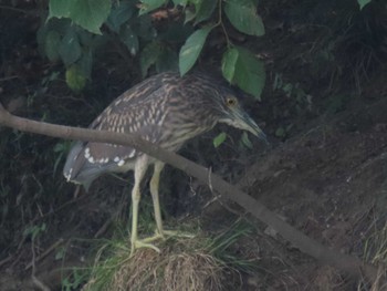 ゴイサギ 子畔水鳥の郷公園 2022年7月31日(日)