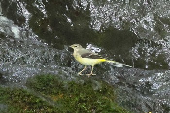 Grey Wagtail Hayatogawa Forest Road Mon, 8/15/2022