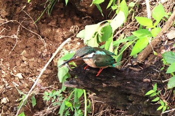 Common Kingfisher Hayatogawa Forest Road Mon, 8/15/2022