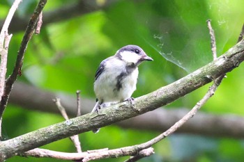 Japanese Tit Hayatogawa Forest Road Mon, 8/15/2022