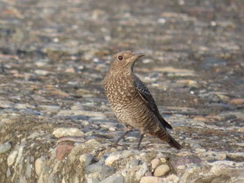 Blue Rock Thrush 千葉県 Sun, 8/14/2022