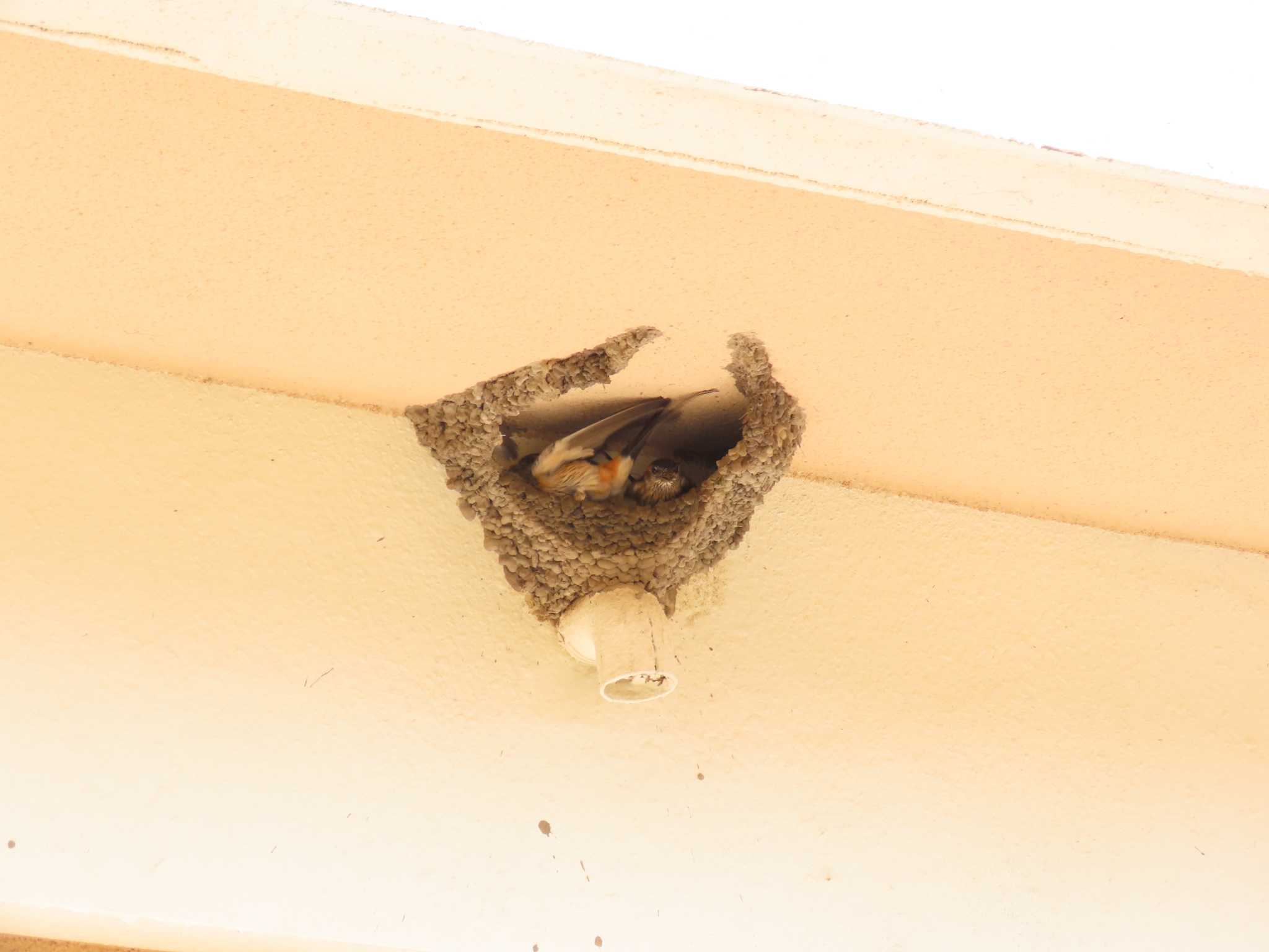 Photo of Red-rumped Swallow at 千葉県 by ぶんちょーず