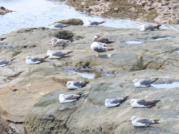 Black-tailed Gull 千葉県 Sun, 8/14/2022