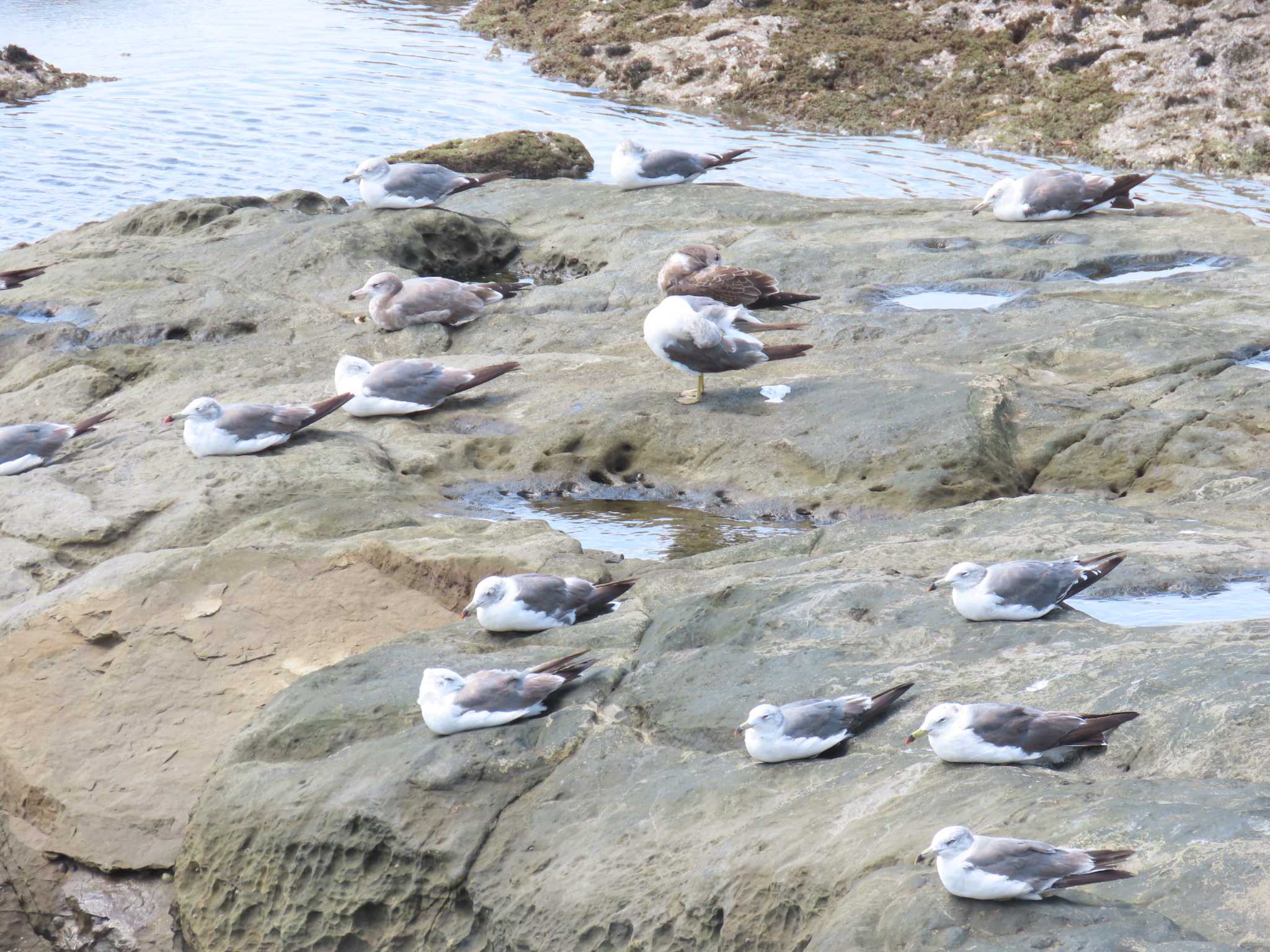 Photo of Black-tailed Gull at 千葉県 by ぶんちょーず