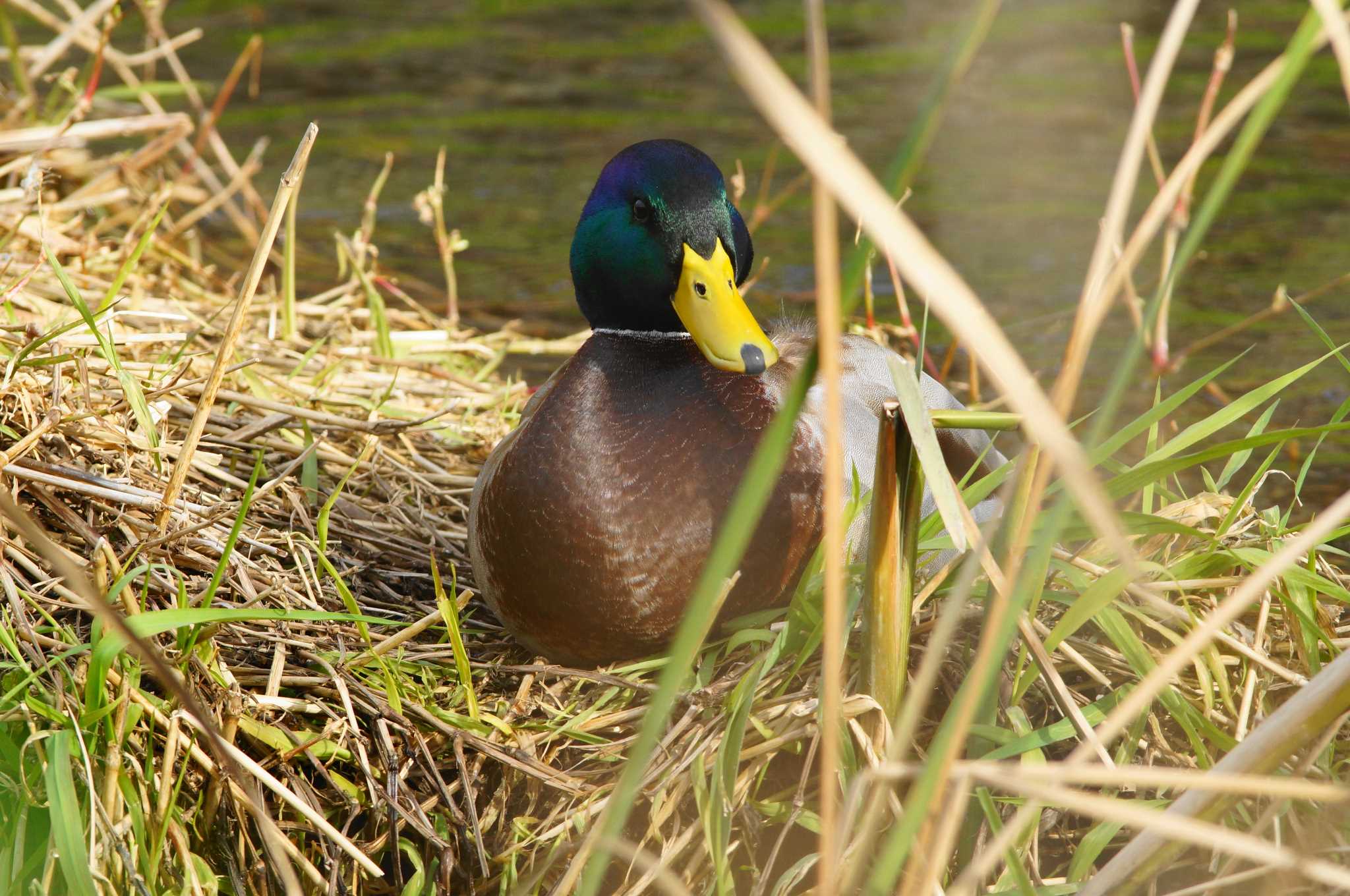 Photo of Mallard at Nogawa by bea