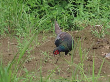 Green Pheasant びん沼自然公園 Mon, 8/15/2022