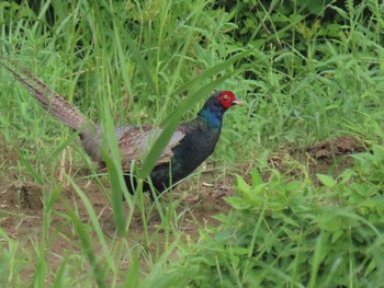 Green Pheasant びん沼自然公園 Mon, 8/15/2022