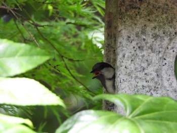 シジュウカラ 都市緑化植物園(大阪府豊中市寺内) 2022年8月11日(木)