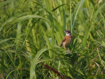 2022年8月15日(月) ふれあい松戸川の野鳥観察記録