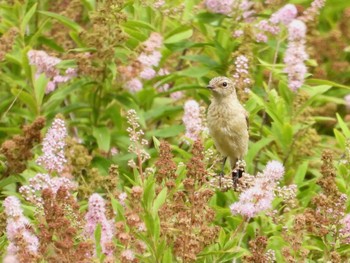 2022年8月12日(金) 戦場ヶ原の野鳥観察記録