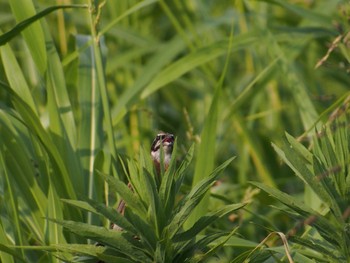 ホオジロ ふれあい松戸川 2022年8月15日(月)