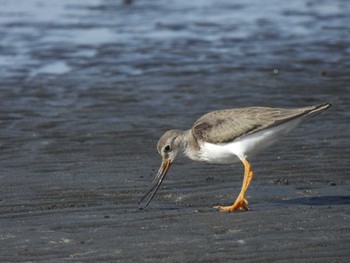 Terek Sandpiper Sambanze Tideland Fri, 8/12/2022