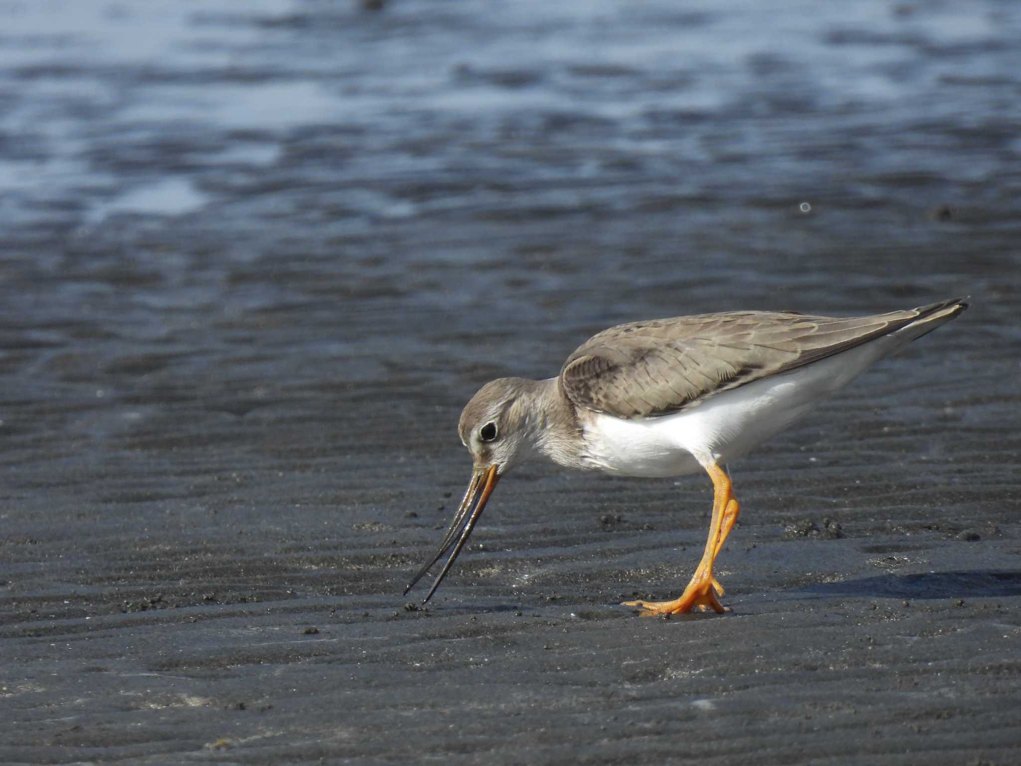 Terek Sandpiper