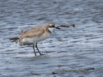 Siberian Sand Plover Sambanze Tideland Fri, 8/12/2022