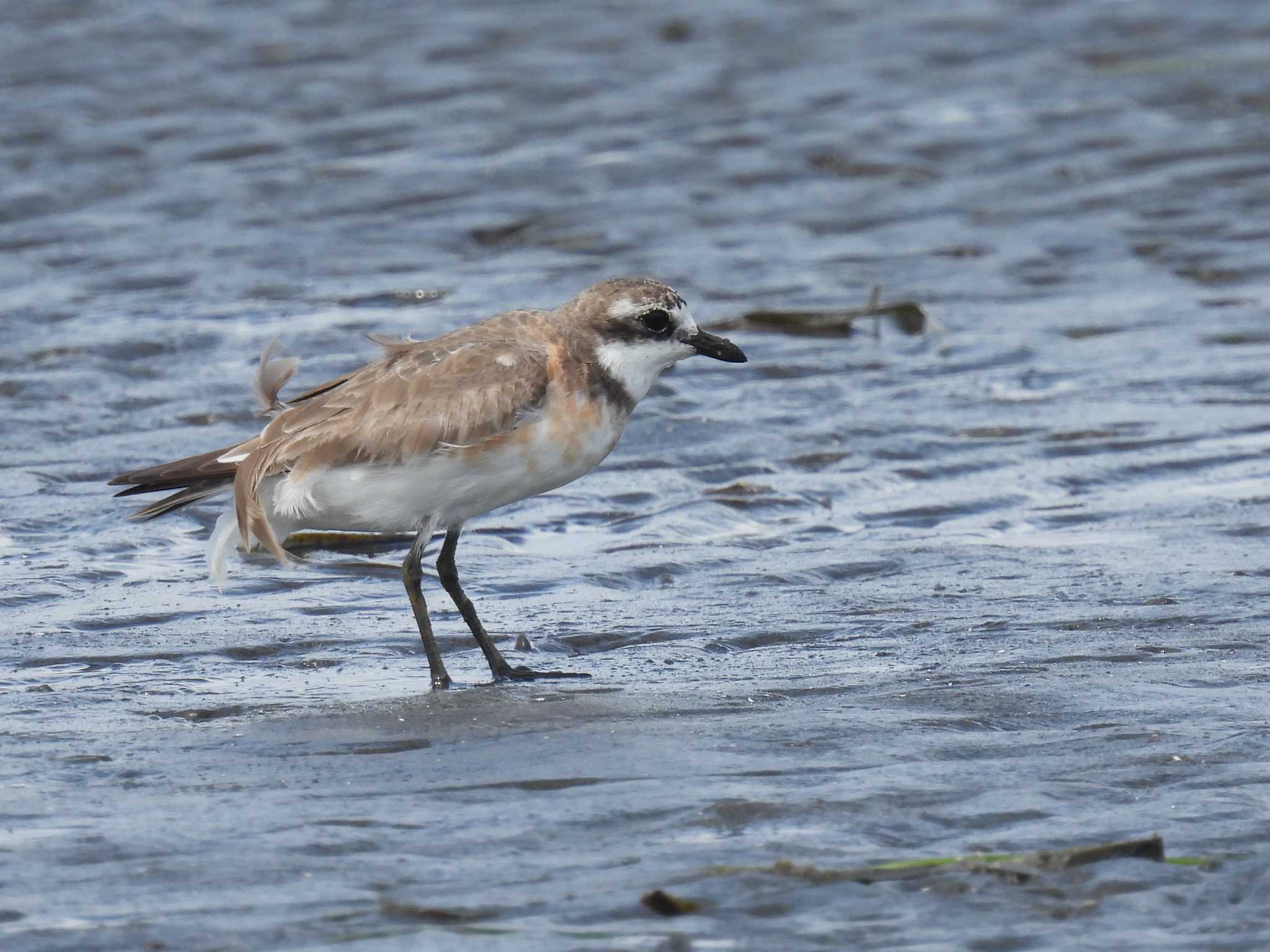 Siberian Sand Plover