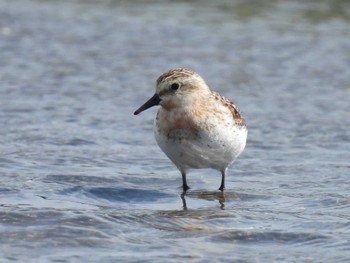 Red-necked Stint Sambanze Tideland Fri, 8/12/2022