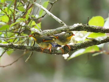 2022年8月14日(日) 大蔵高丸の野鳥観察記録