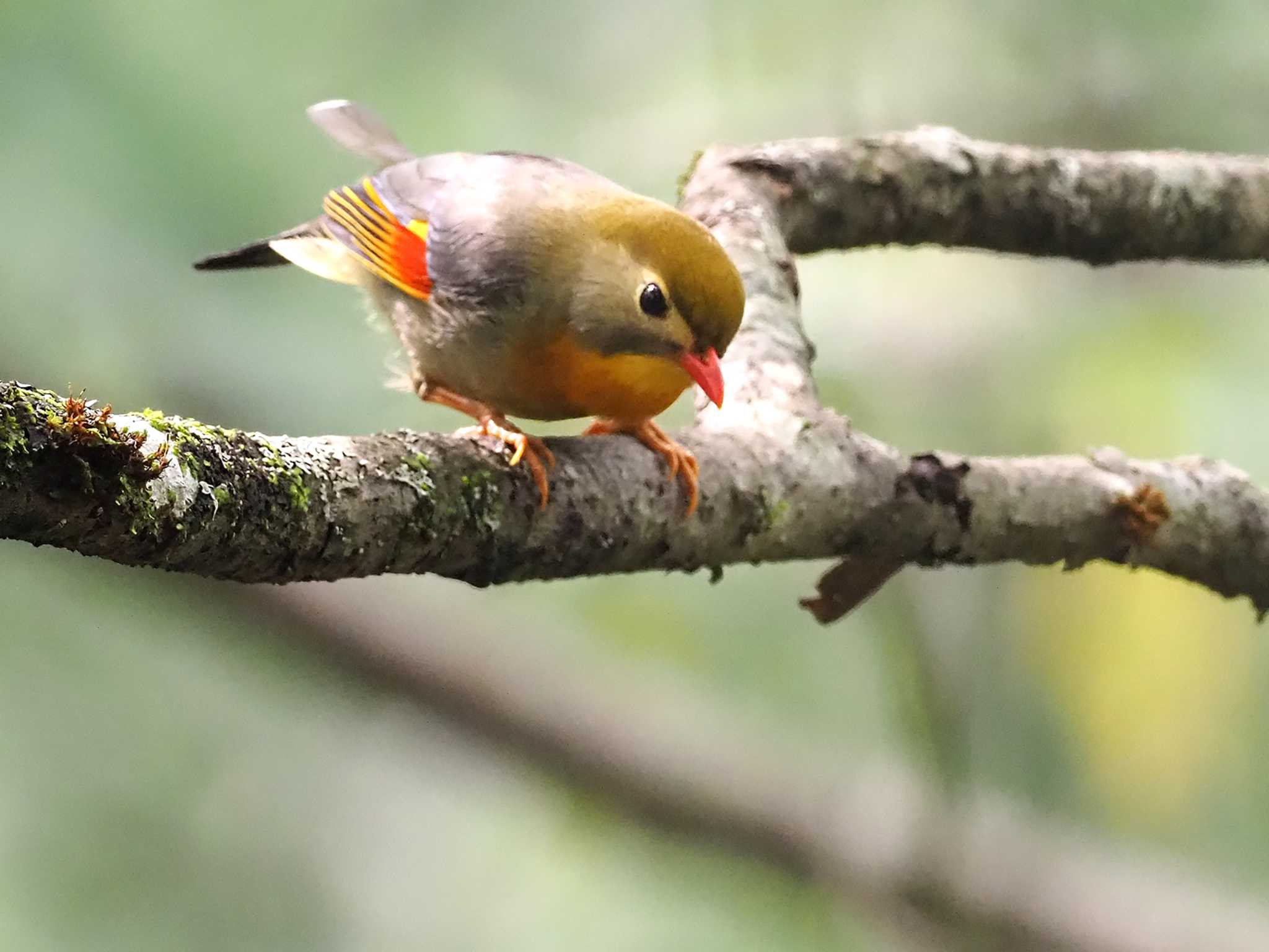 ソウシチョウ