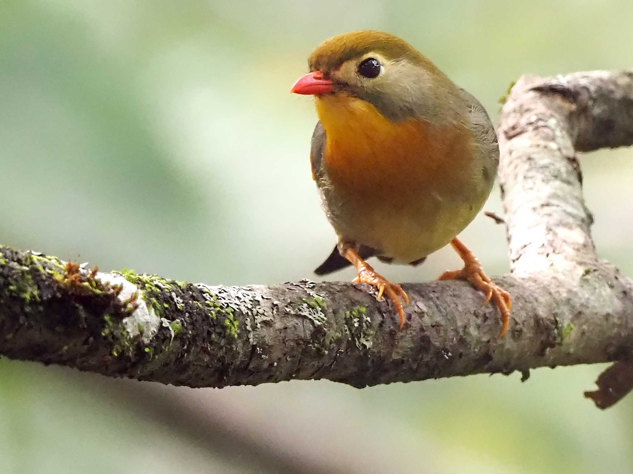 ソウシチョウ