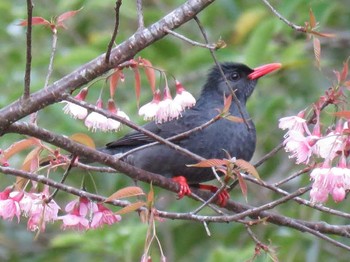 クロヒヨドリ タイ北部 撮影日未設定