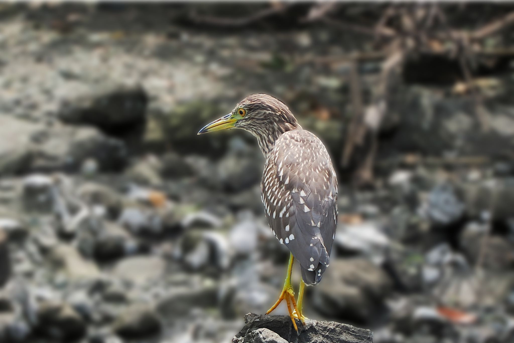 東京港野鳥公園 ゴイサギの写真 by アポちん