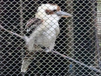 ワライカワセミ キャンベルタウン野鳥の森 2022年8月13日(土)