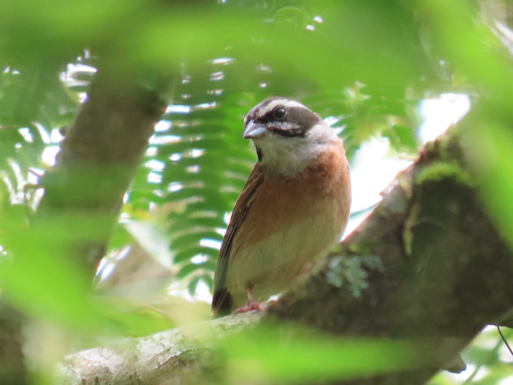 Photo of Meadow Bunting at 小鹿野町 by ぶんちょーず