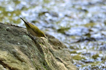 メジロ 馬見丘陵公園 2022年7月11日(月)