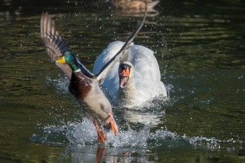 Mute Swan Akashi Park Sun, 1/14/2018