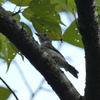 Asian Brown Flycatcher 静岡県森林公園 Mon, 8/15/2022