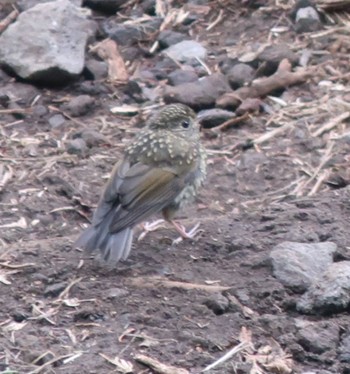 Red-flanked Bluetail 黒斑山 Mon, 8/15/2022