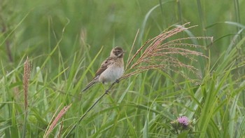 Common Reed Bunting 仏沼湿原 Sat, 8/13/2022