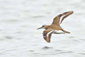 イソシギ ふなばし三番瀬海浜公園 2022年8月6日(土)